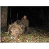 Image 3 : Brown Bear Hunt in Croatia