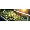 Image 13 : Taste of Tuscany: Five Nights for 4 People - Authentic Local Experiences