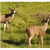 Image 4 : Hunt Prime Private Blacktail Land at HREC 3 Days