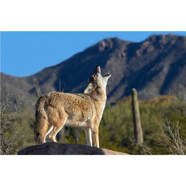 Arizona Predator Hunt - Two Hunters, 3 Days and 1 Night Hunt