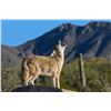 Image 1 : Arizona Predator Hunt - Two Hunters, 3 Days and 1 Night Hunt