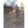 Image 2 : Arizona Predator Hunt - Two Hunters, 3 Days and 1 Night Hunt