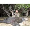 Image 2 : California Coastal (Pacific) Black Bear Hunt 3 Days 1 Hunter