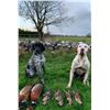 Image 6 : Ireland Hunt for Hunter and Observer Five Days 1 Hunter 1 Observer