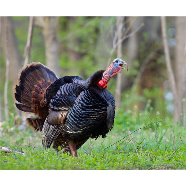 Kentucky Boat-Based Eastern Turkey Hunt 3 Days 1 Hunter