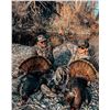 Image 3 : Kentucky Boat-Based Eastern Turkey Hunt 3 Days 1 Hunter