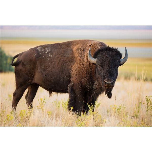 Texas Bison Hunt 1 Day 1 Night 1 Hunter
