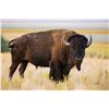 Image 1 : Texas Bison Hunt 1 Day 1 Night 1 Hunter
