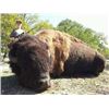 Image 2 : Texas Bison Hunt 1 Day 1 Night 1 Hunter