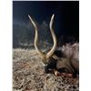 Image 11 : South Africa 2 Hunters, 6 Days and Nights, Four Trophy Fees Included