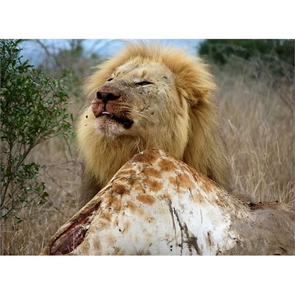 Photo Safari Big Five For 2 Upgradeable for Whole Family!