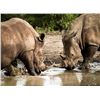 Image 2 : Photo Safari Big Five For 2 Upgradeable for Whole Family!