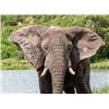 Image 4 : Photo Safari Big Five For 2 Upgradeable for Whole Family!