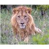 Image 6 : Photo Safari Big Five For 2 Upgradeable for Whole Family!