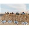 Image 1 : Texas Sandhill Crane 2 Day Hunt 4 Hunters