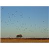 Image 5 : Hunt Dove, Pigeon, and Fish for 3 Hunter Fisherman, 4 Full Days in the Field