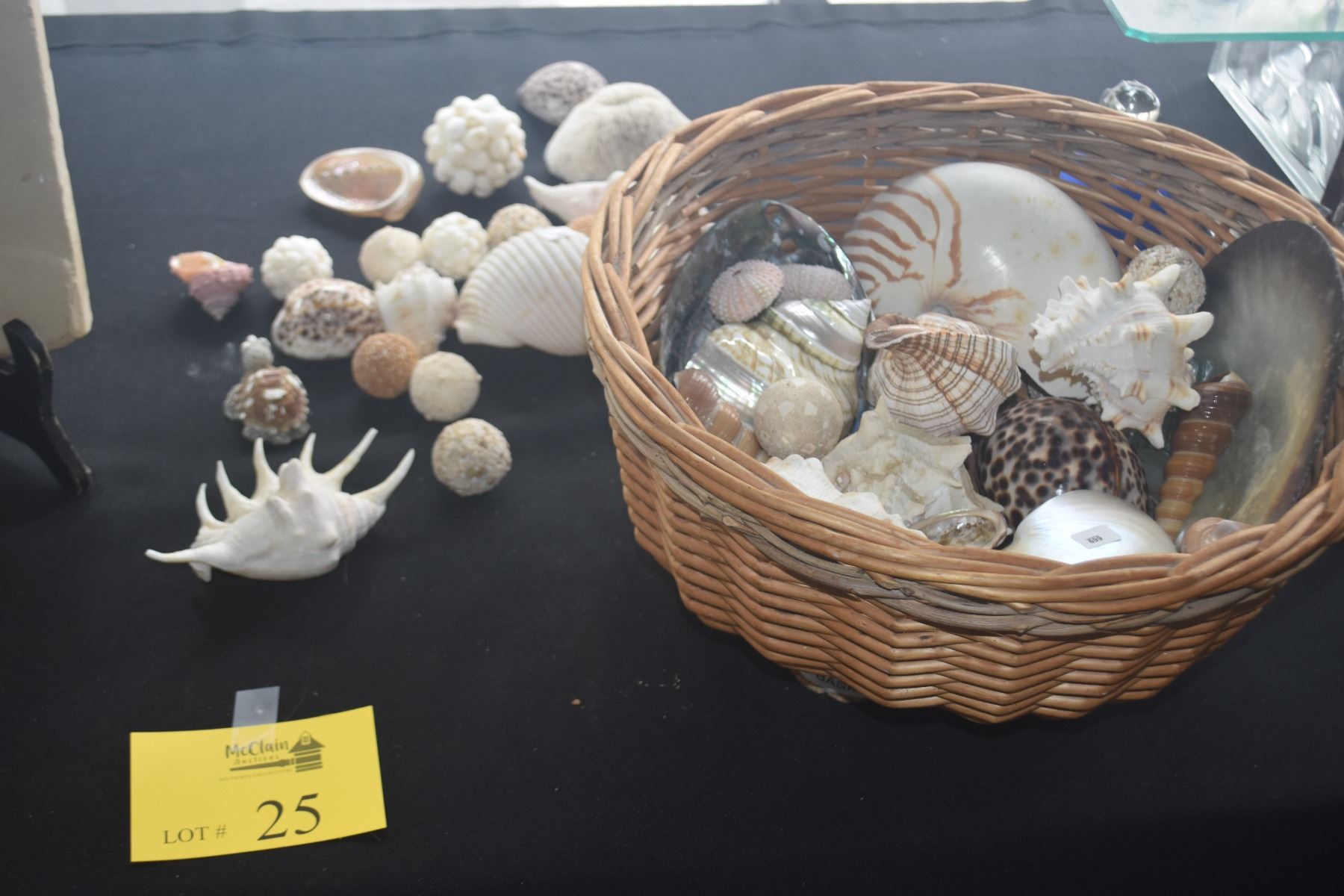 Carl Ridley Shell Collection COLLECTION OF SHELLS (DOES NOT INCLUDE BASKET) - McClain Auctions Hawaii