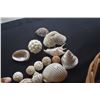 Image 2 : COLLECTION OF SHELLS (DOES NOT INCLUDE BASKET)