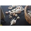 Image 3 : COLLECTION OF SHELLS (DOES NOT INCLUDE BASKET)