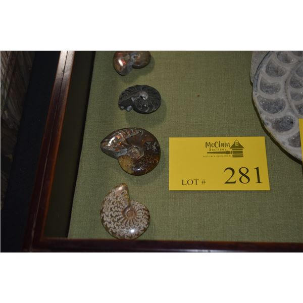 COLLECTION OF FOSSILS (5 PCS)