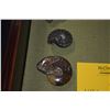 Image 3 : COLLECTION OF FOSSILS (5 PCS)