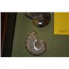 Image 4 : COLLECTION OF FOSSILS (5 PCS)