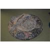 Image 3 : POLISHED FOSSILIZED AMMONITE SHELL (9")