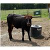 Image 1 : DSF PEARL’S TEX