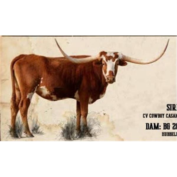 SL 20 COWGIRLS MILKING