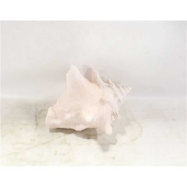 QUEEN CONCH SHELL