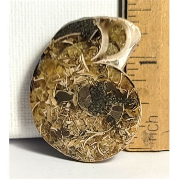 7) AMMOLITE 17.1 GRAM FOSSIL