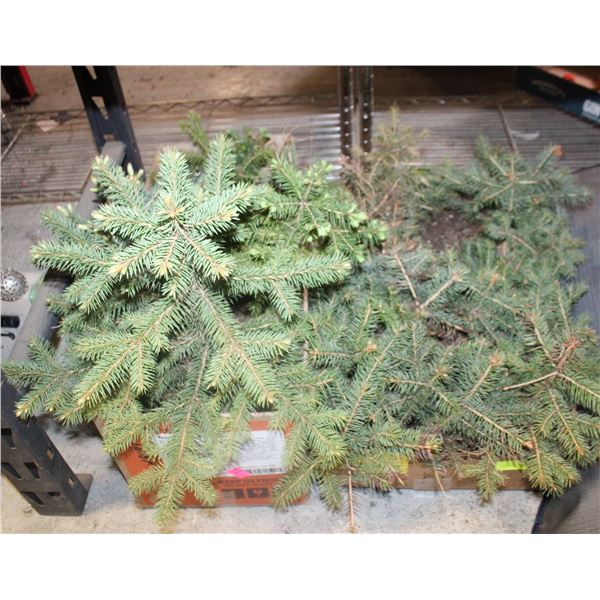 LOT OF SPRUCE TREES, SOME ARE 12 - 18 INCHES TALL