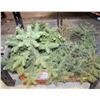 Image 1 : LOT OF SPRUCE TREES, SOME ARE 12 - 18 INCHES TALL