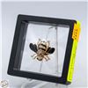 Image 1 : NEW BEE BROOCH GP RHINESTONES, 0.94”X1.18“