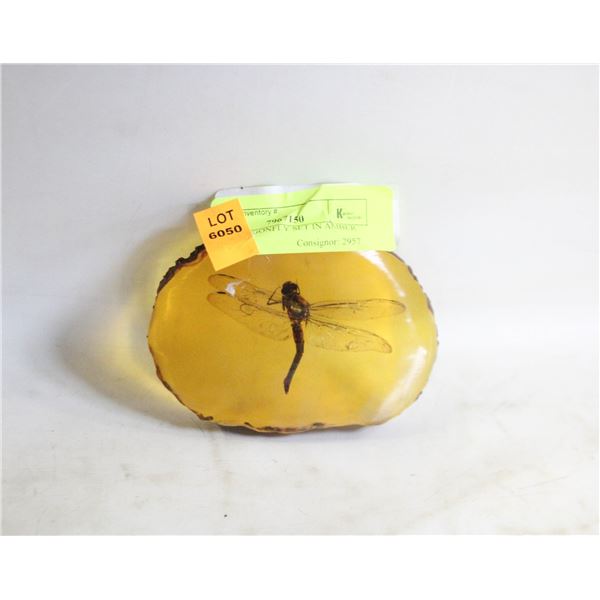 REAL DRAGONFLY SET IN AMBER