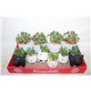 Image 1 : 10 ARTIFICAL SUCULENTS ALL NEW