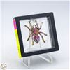 Image 1 : NEW SPIDER BROOCH PINK IRIDESCENCE