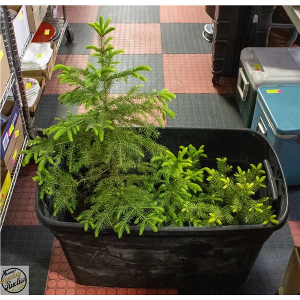 12" AND TALLER SPRUCE TREES