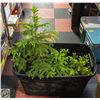 Image 1 : 12" AND TALLER SPRUCE TREES