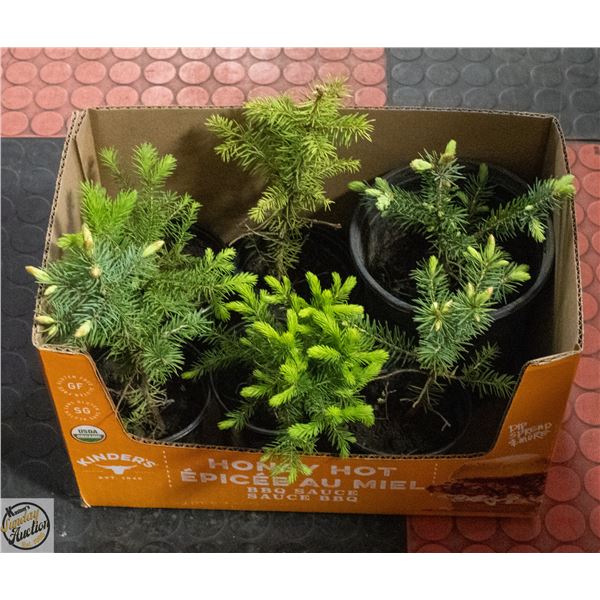 6 SPRUCE SEEDLINGS