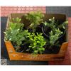 Image 1 : 6 SPRUCE SEEDLINGS