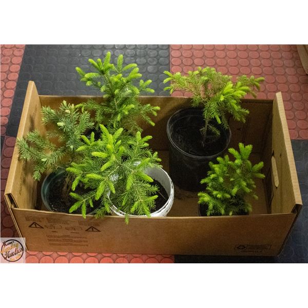 5 SPRUCE SEEDLINGS