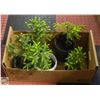 Image 1 : 5 SPRUCE SEEDLINGS