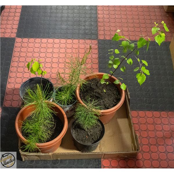 3 PINE AND 1 BIRCH SEEDLING