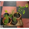 Image 1 : 3 PINE AND 1 BIRCH SEEDLING