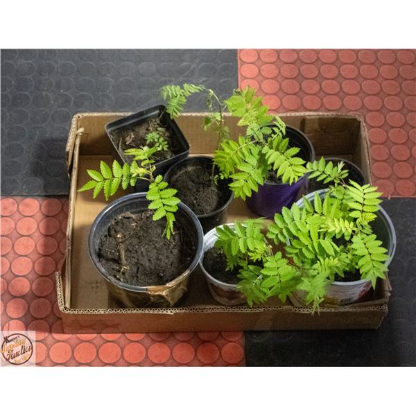 7 MOUNTAIN ASH SEEDLINGS