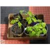 Image 1 : 7 MOUNTAIN ASH SEEDLINGS