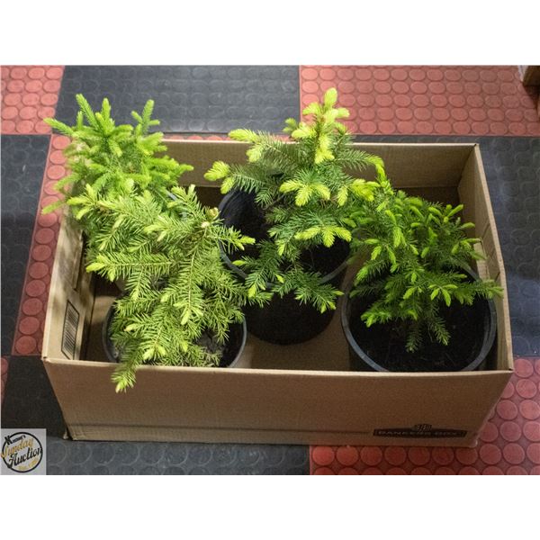 12" AND TALLER SPRUCE TREES