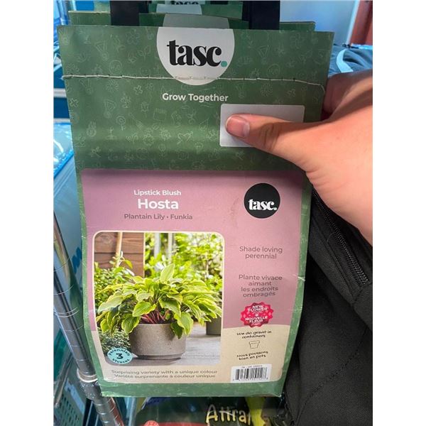 1 HOSTA PLANT