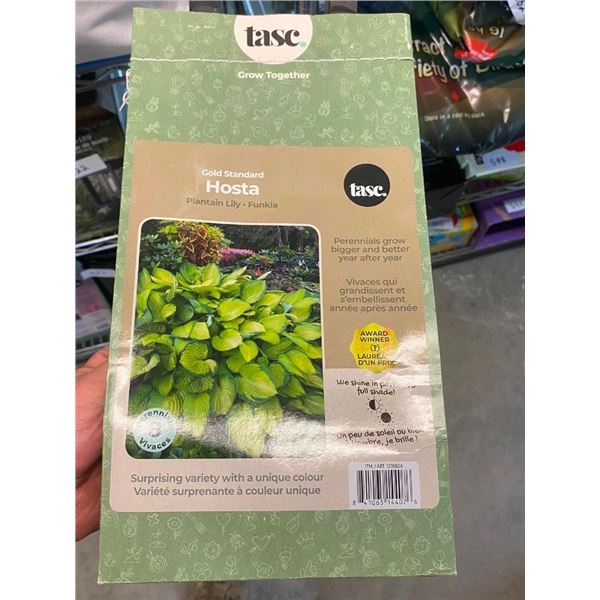 1 HOSTA PLANT
